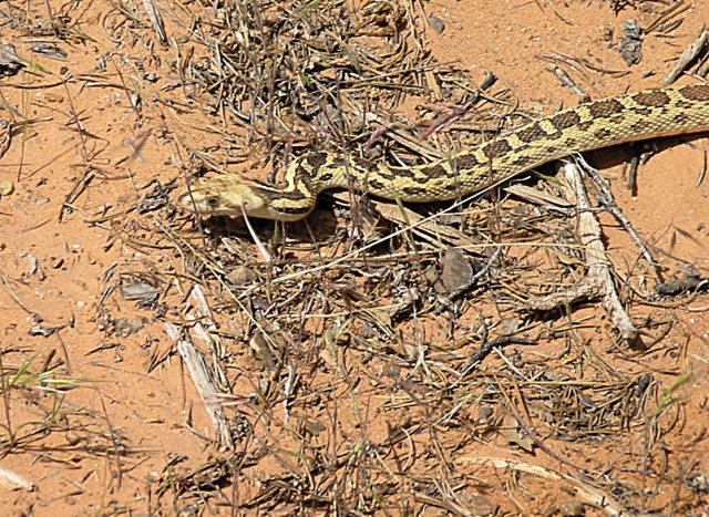 snake